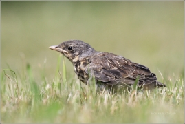 <p>DROZD KVÍČALA (Turdus pilaris) /Fieldfare - Wacholderdrossel/</p>